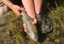  Captura de Pesca con Mosca de Trucha arcoiris por Peter Breeden – Fly dreamers