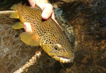  Foto de Pesca con Mosca de Trucha marrón compartida por Peter Breeden – Fly dreamers