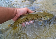  Foto de Pesca con Mosca de Trucha marrón compartida por Tolis Lachanas – Fly dreamers