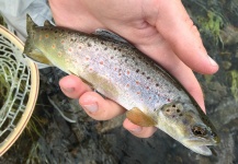  Fotografía de Pesca con Mosca de Trucha marrón compartida por Peter Breeden – Fly dreamers