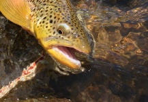  Fotografía de Pesca con Mosca de von Behr trout compartida por Peter Breeden – Fly dreamers