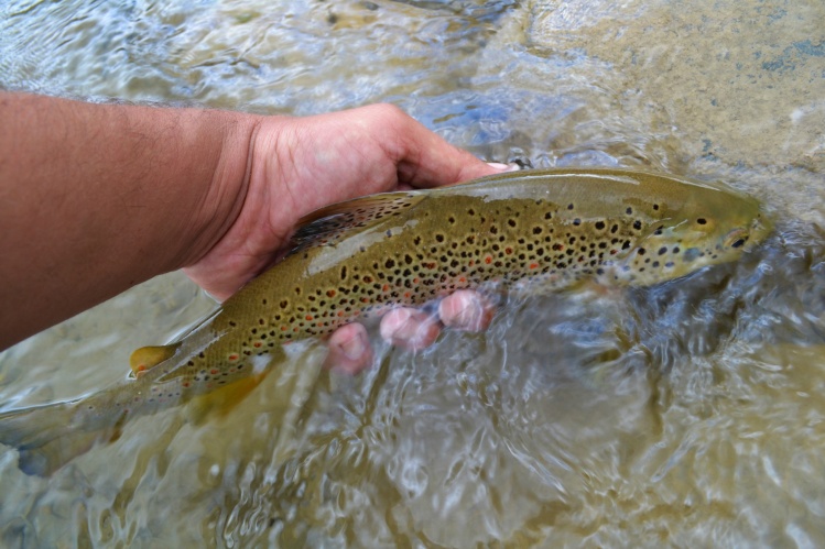 fly fishing in Greece