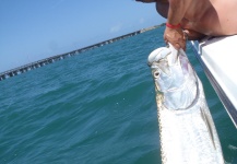 tarpon en bahia honda key