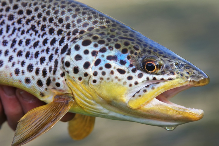 Spotrageous brown trout