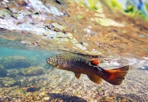 Brent Wilson 's Fly-fishing Pic of a Brown trout – Fly dreamers 