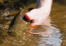  Foto de Pesca con Mosca de Trucha marrón compartida por Randy Riksen – Fly dreamers