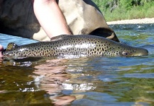  Imagen de Pesca con Mosca de Trucha marrón compartida por CFI - Global Fisheries Management – Fly dreamers