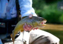  Imagen de Pesca con Mosca de Trucha marrón compartida por Randy Riksen – Fly dreamers