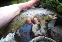 Fly-fishing Picture of Brown trout shared by Renaud Allias Titi – Fly dreamers
