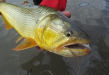 Fly-fishing Image by Joaquin Arias 