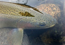 Pablo Matthews 's Fly-fishing Photo of a Rainbow trout – Fly dreamers 