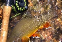 Pablo Matthews 's Fly-fishing Pic of a Brook trout – Fly dreamers 