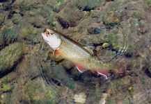 Gianluca Paravisi 's Fly-fishing Photo of a Brook trout – Fly dreamers 