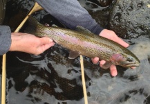  Foto de Pesca con Mosca de Trucha arcoiris compartida por Peter Breeden – Fly dreamers