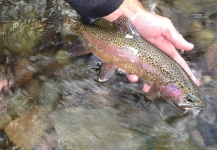  Foto de Pesca con Mosca de Trucha arcoiris por Peter Breeden – Fly dreamers 