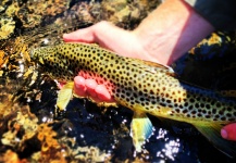  Foto de Pesca con Mosca de Trucha marrón por Peter Breeden – Fly dreamers 