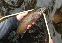  Fotografía de Pesca con Mosca de Trucha arcoiris por Peter Breeden – Fly dreamers 