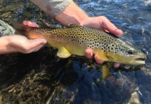  Fotografía de Pesca con Mosca de Trucha marrón por Peter Breeden – Fly dreamers 