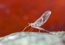  Mira esta Interesante fotografía de Entomología y Pesca con Mosca de Niccolo Cantarutti – Fly dreamers