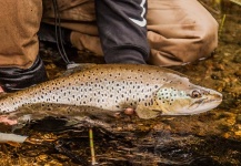 Fly-fishing Image of Brown trout shared by Alexander Lexén – Fly dreamers