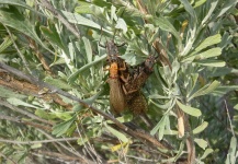  Mira esta Interesante fotografía de Entomología y Pesca con Mosca de CFI - Global Fisheries Management