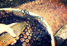 Fly fishing Trout 2012/2013