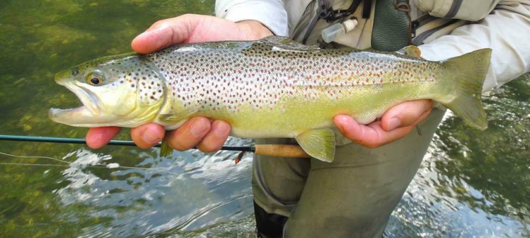 Brown Trout in Tronto River, Ascoli Piceno
www.flyfisherman.it
www.flyfishingadventures.it