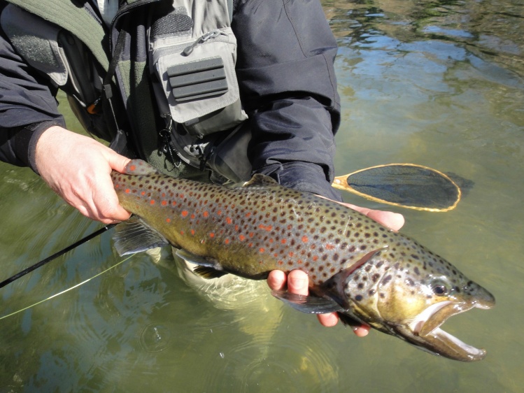 Trota fario del Fiume Tronto nella città di Ascoli Piceno
www.flyfisherman.it
www.flyfishingadventures.it