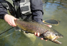  Fotografía de Pesca con Mosca de Trucha marrón compartida por Massimo Feliziani – Fly dreamers