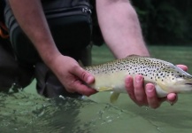  Fotografía de Pesca con Mosca de Trucha marrón por Massimo Feliziani – Fly dreamers 