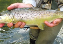  Imagen de Pesca con Mosca de Trucha marrón compartida por Massimo Feliziani – Fly dreamers