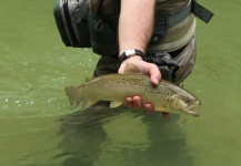  Imagen de Pesca con Mosca de Trucha marrón por Massimo Feliziani – Fly dreamers