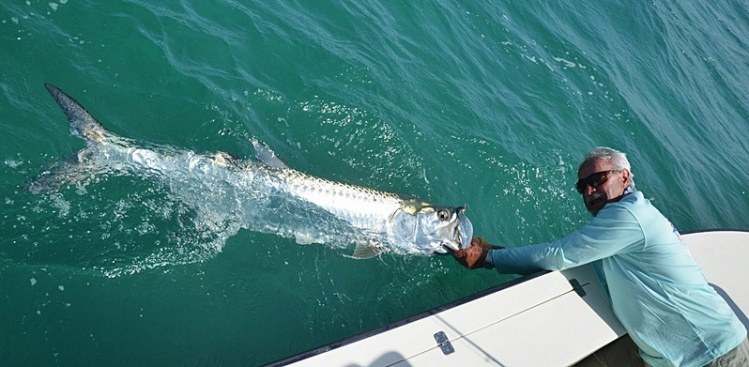 My friend Charlie with one of 12 tarpon he had for the week off of the Atlantic side of FL.  Hook removed and revived to swim again.