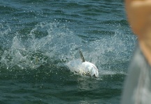 Impressive Fly-fishing Situation of Tarpon shared by Antonio Lynch 