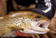 Browntrout Sweden