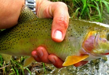  Foto de Pesca con Mosca de Cutthroat compartida por Jay Perry – Fly dreamers