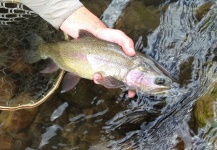  Fotografía de Pesca con Mosca de Cutties compartida por Peter Breeden – Fly dreamers