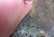 Fly-fishing Photo of Brown trout shared by Till Beiner – Fly dreamers 