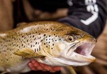 Fly-fishing Pic of Brown trout shared by Alexander Lexén – Fly dreamers 