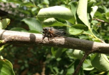  Genial Fotografía de Entomología y Pesca con Mosca compartida por CFI - Global Fisheries Management – Fly dreamers