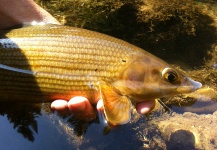 Marco Cipriani 's Fly-fishing Photo of a Grayling – Fly dreamers 