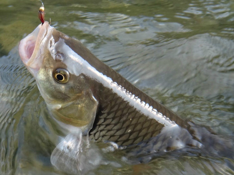 Chub (Leuciscus Cephalus)