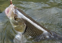 Andreas Vendler 's Fly-fishing Pic of a Chub – Fly dreamers 