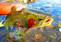 Jay Perry 's Fly-fishing Image of a Cutthroat – Fly dreamers 