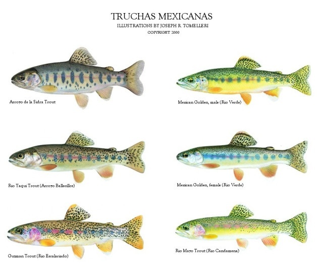 La leyenda narra que en el norte del pais hay rios con la unica especie de trucha mexicana, la llaman Trucha Dorada....