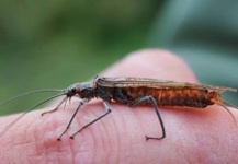 Manuel Terra 's Impressive Fly-fishing Entomology Picture – Fly dreamers 