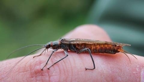 Salmon Fly. Estas moscas aparecen en primavera en Montana, la imitación más famosa es la Bunyon Bug, por ser Paul Bunyon quien la desarrollo en Montana en 1900.