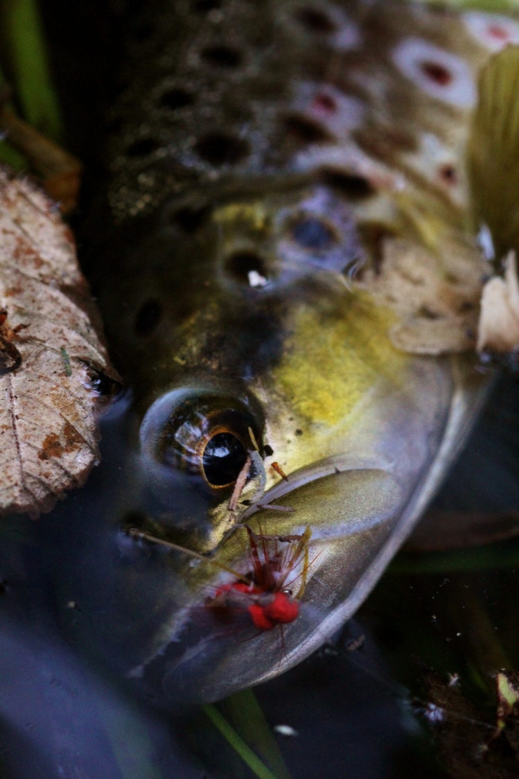 Creek brown trout closeup
