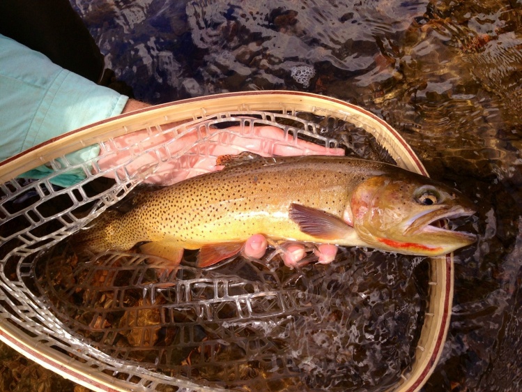 Beautiful cutthroat.