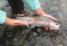  Foto de Pesca con Mosca de Trucha arcoiris compartida por Peter Breeden – Fly dreamers